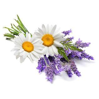 Alzheimer's and Scenting